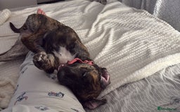 Mixed Breed dogs for sale: Bella - Image 4