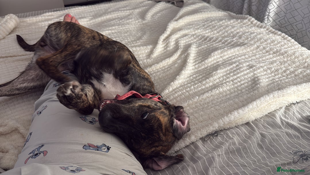 Mixed Breed dogs for sale: Bella - Image 4