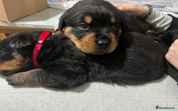 Rottweiler dogs for sale: Purebred German Rottweiler Puppies - Advert 3