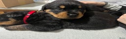Rottweiler dogs for sale: Purebred German Rottweiler Puppies - Advert 2
