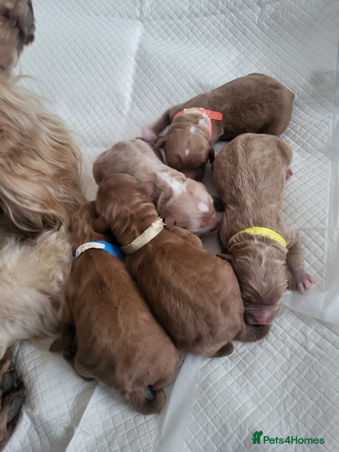 Goldendoodle dogs for sale: Goldendoodle puppies  - Advert 3