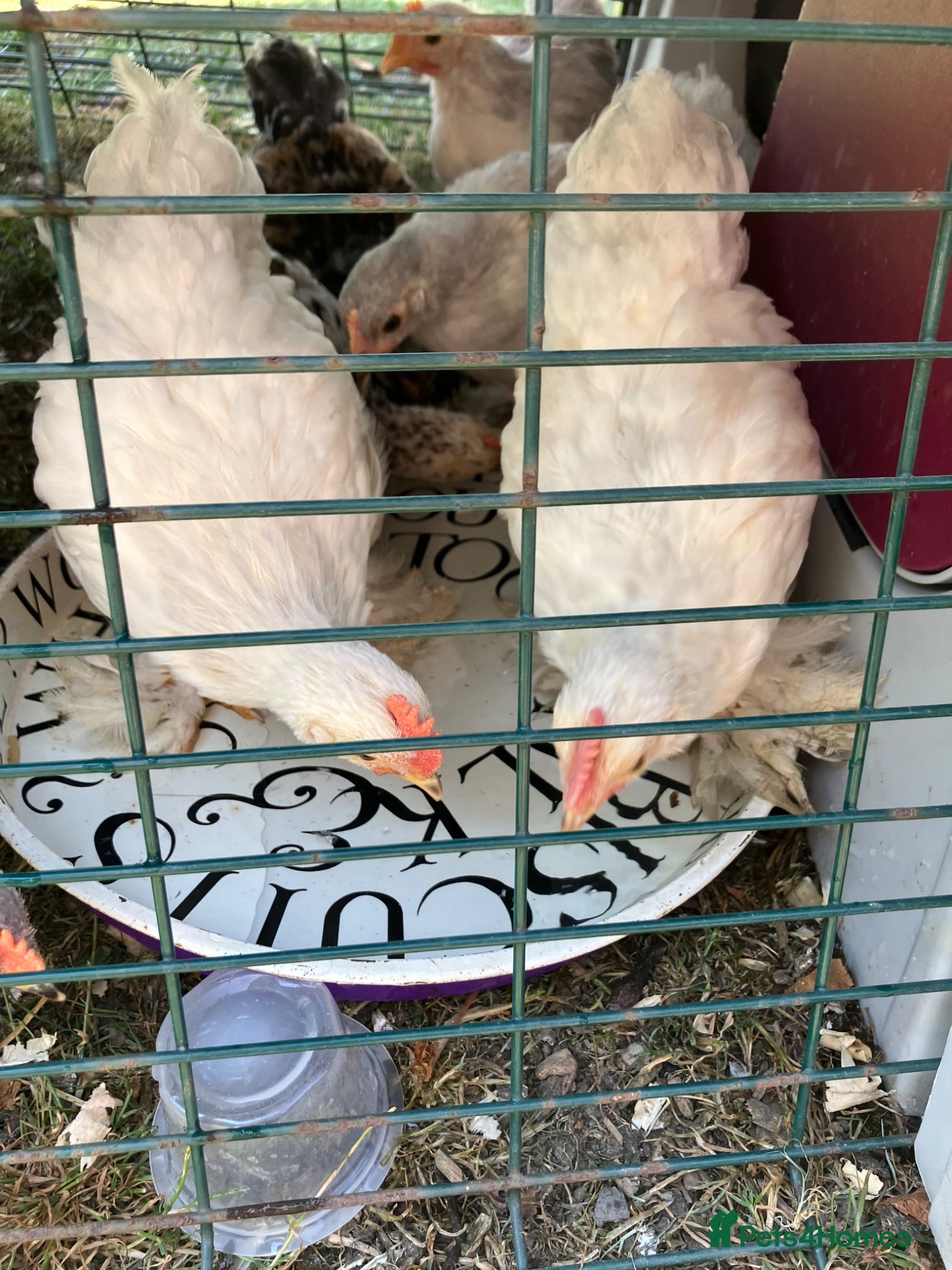 Chickens poultry Pekin bantam cockerels - Advert 2