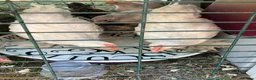 Chickens poultry for sale: Pekin bantam cockerels in Plymouth - Advert 1