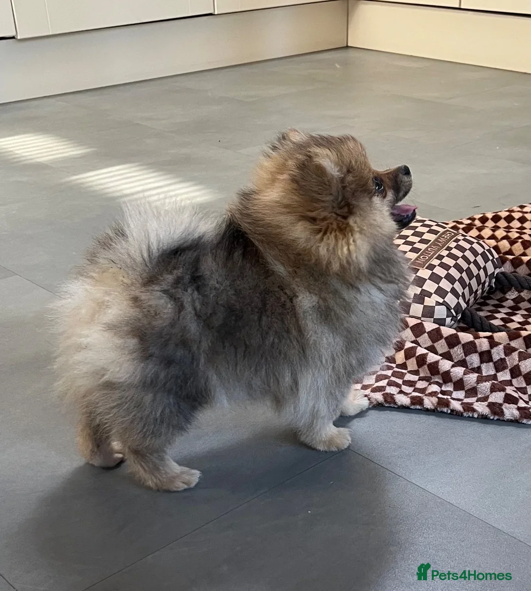 Pomeranian dogs for sale: Pomeranian puppy - Advert 2