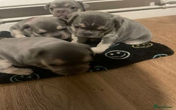 French Bulldog dogs for sale: French bulldogs - Image 4