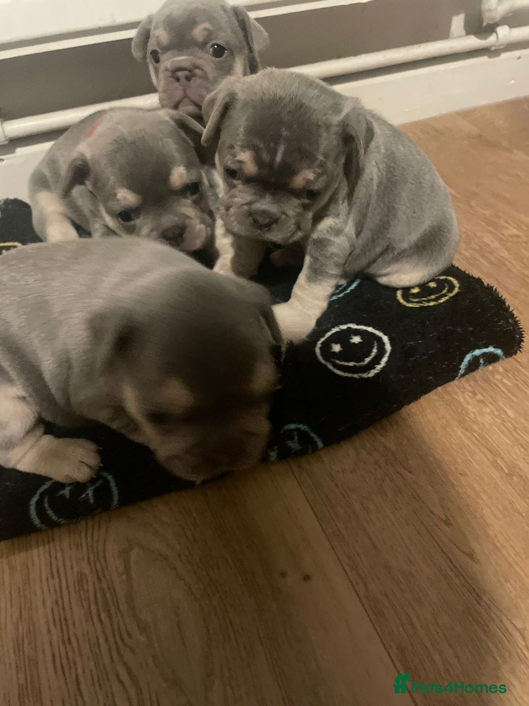 French Bulldog dogs for sale: French bulldogs - Image 4