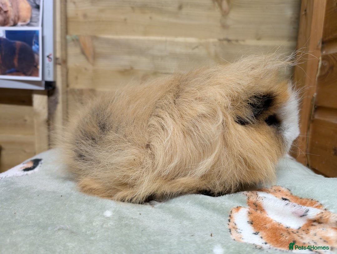 Gallery Image {{count}}