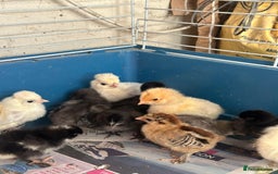 Chickens poultry for sale: Chicks polish silkies Pekin Brahma chickens  - Image 5