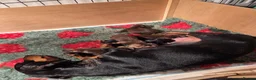 Miniature Dachshund dogs for sale: Adorable Miniature Dachshund Puppies for Sale - Advert 5