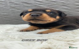 Rottweiler dogs for sale: Beautiful KC Rottweiler puppies - Image 28