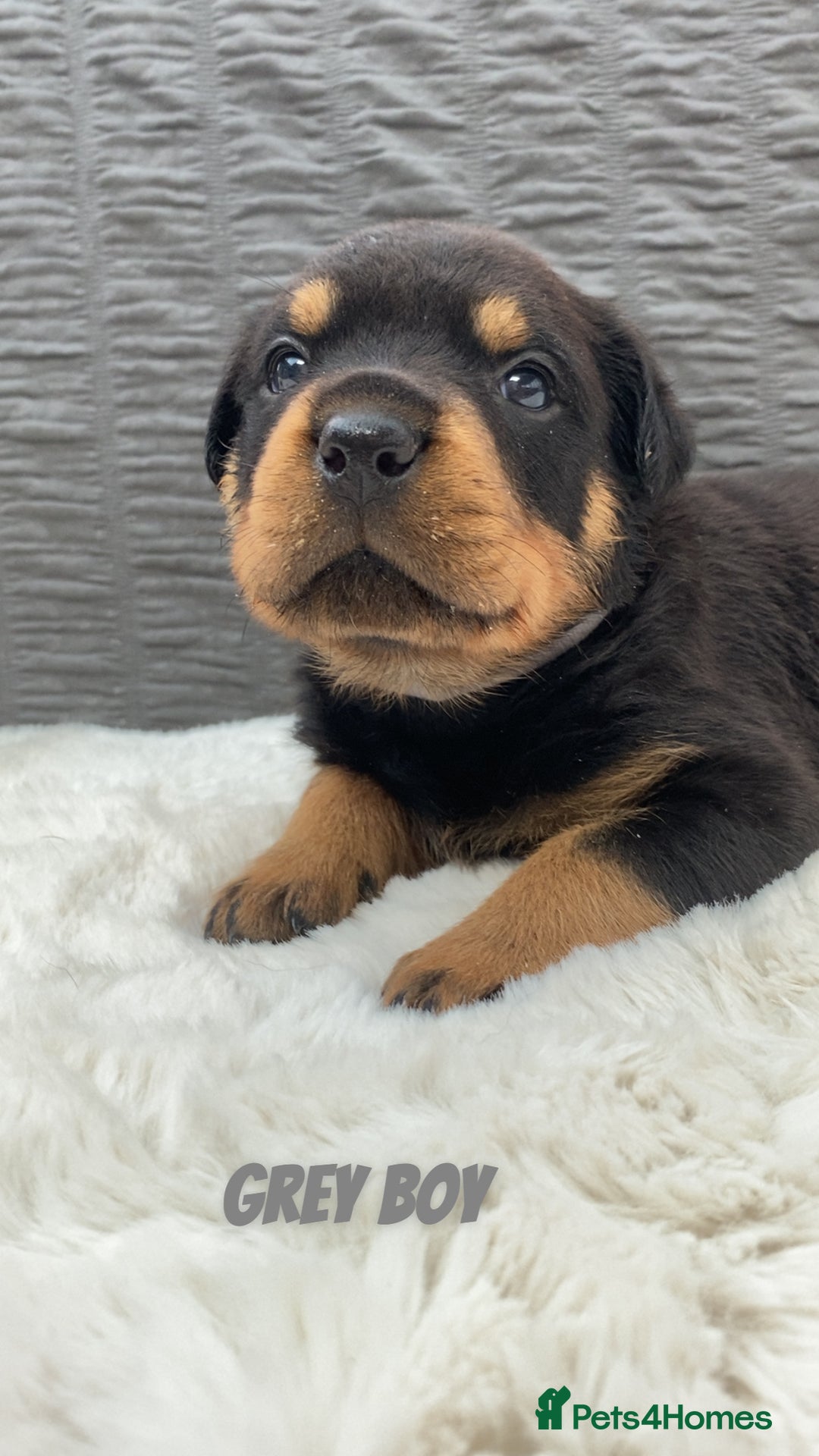 Rottweiler dogs for sale: Beautiful KC Rottweiler puppies - Image 28