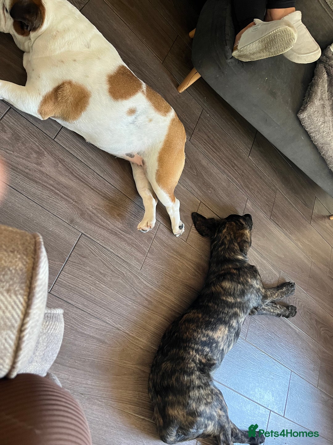 Mixed Breed dogs for sale: Kaizou  - Image 5
