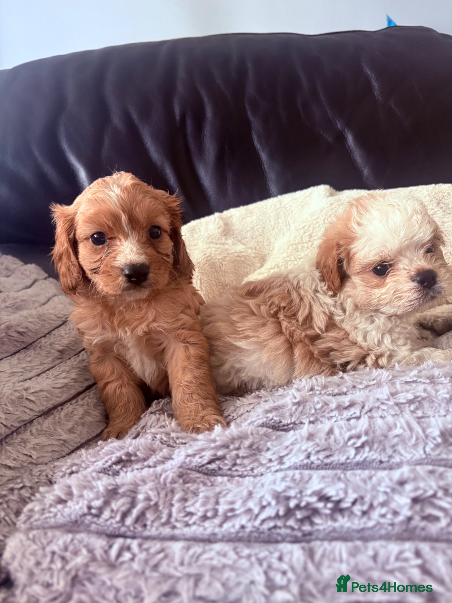 Cavapoo dogs Cavapoo Puppies - Advert 1
