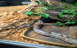 Rat Snake reptiles for sale: Black Rat Snake and 4ft Set Up - Image 1