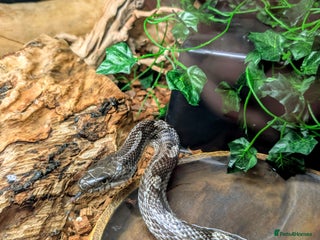 Rat Snake reptiles for sale - Advert 1