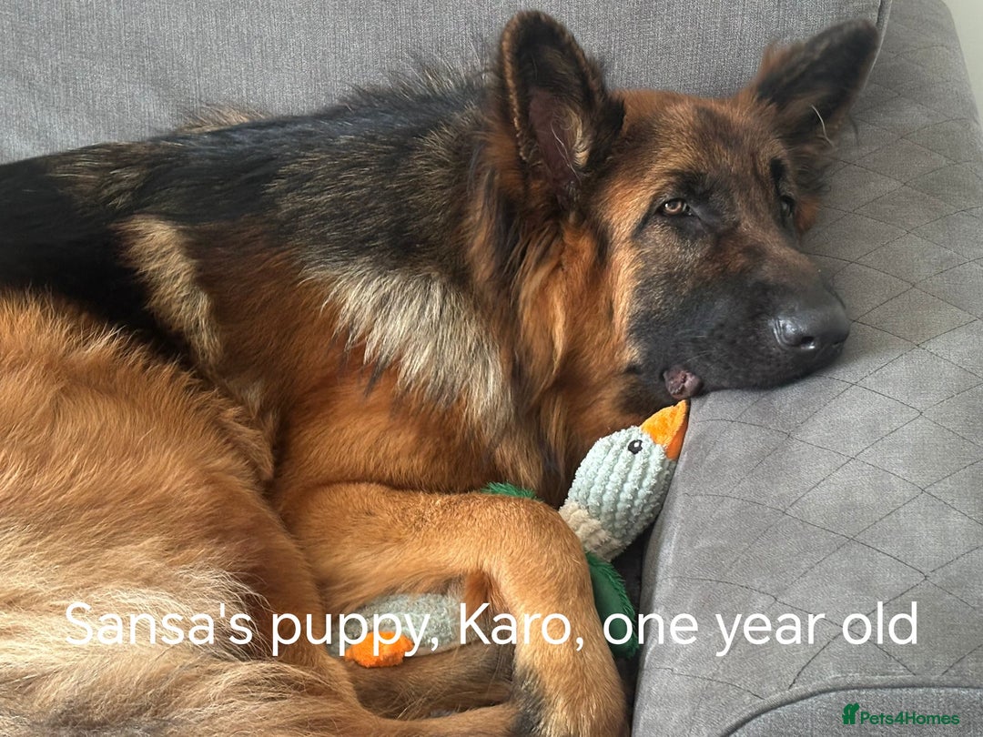 German Shepherd dogs for sale: Long coat German Shepherd puppies  - Image 24