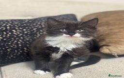 Ragdoll cats for sale: Stunning part ragdoll kittens - Image 2