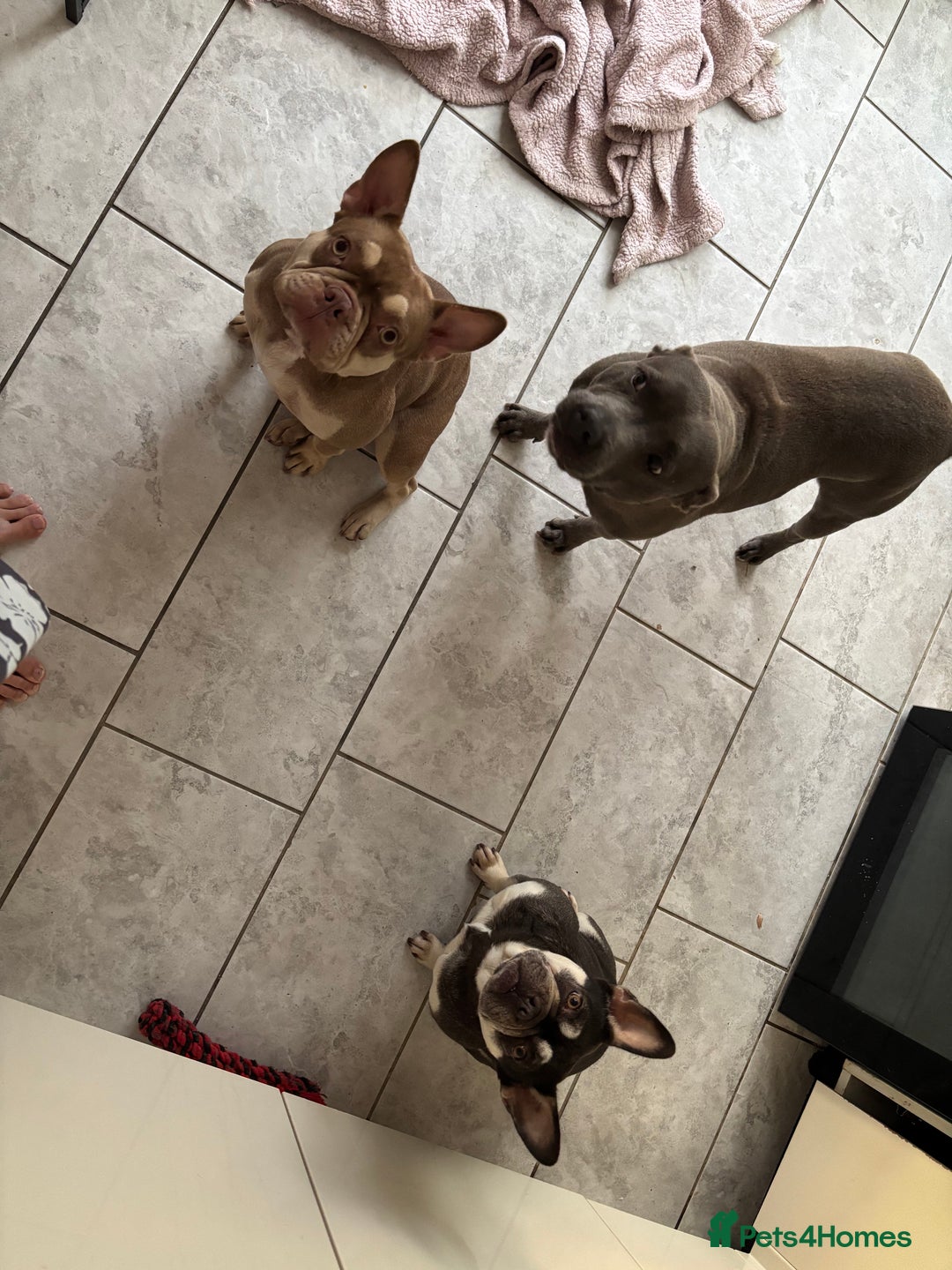 French Bulldog dogs for sale: Betty  - Image 2