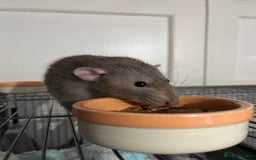 Rat rodents for sale: 2 male rats + cage and accessories  - Image 8