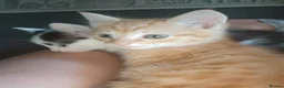 Mixed Breed cats for sale: Very playful social kittens for sale - Advert 6
