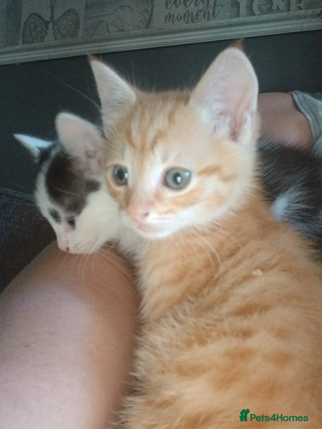 Mixed Breed cats for sale: Very playful social kittens for sale - Advert 6