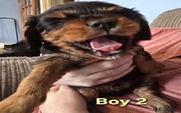 Cavalier King Charles Spaniel dogs for sale: Stunningly beautiful Cavalier King Charles Puppies - Advert 9