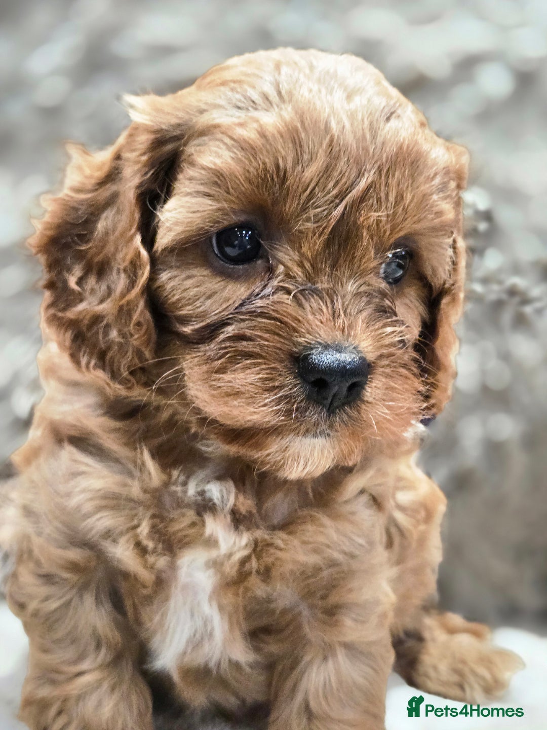 Cavapoo dogs for sale: Gorgeous Red Cavapoo Puppies - Advert 22
