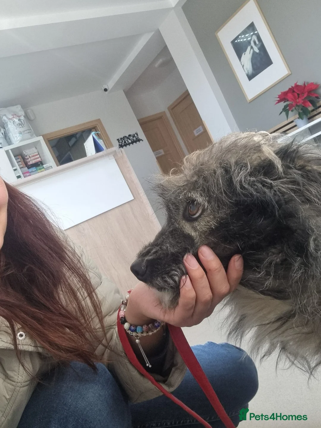 Mixed Breed dogs for sale: STORMY – s Superb young boy for a Loving Home - Advert 13