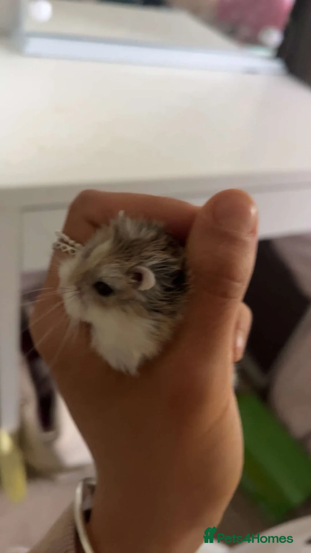Hamster rodents for sale: Roborovski dwarf hamster male in Wokingham - Advert 1
