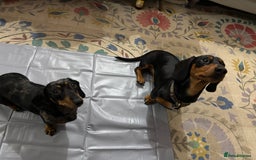 Miniature Dachshund dogs for sale: Stunning Miniature Dachsund pups available  - Image 16