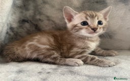 Bengal cats for sale: 🏡Gorgeous Bengal Kittens–Ready for Reservation 🐾 - Image 2