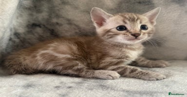 Bengal cats - Advert 4