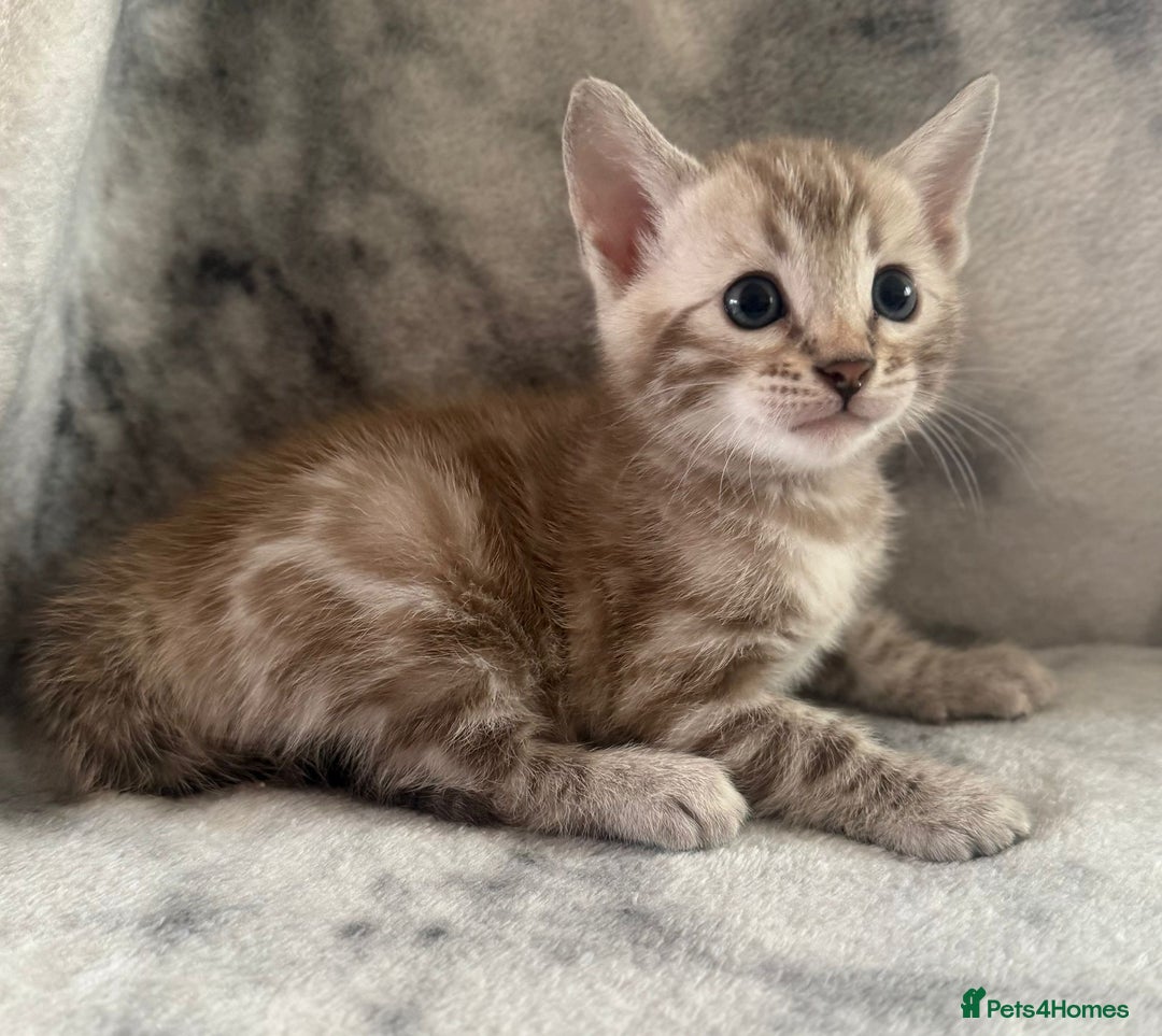 Bengal cats for sale: 🏡Gorgeous Bengal Kittens–Ready for Reservation 🐾 - Image 2