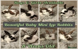 Mini Lop rabbits for sale: Beautiful Mini Lop Baby Rabbits  - Image 1
