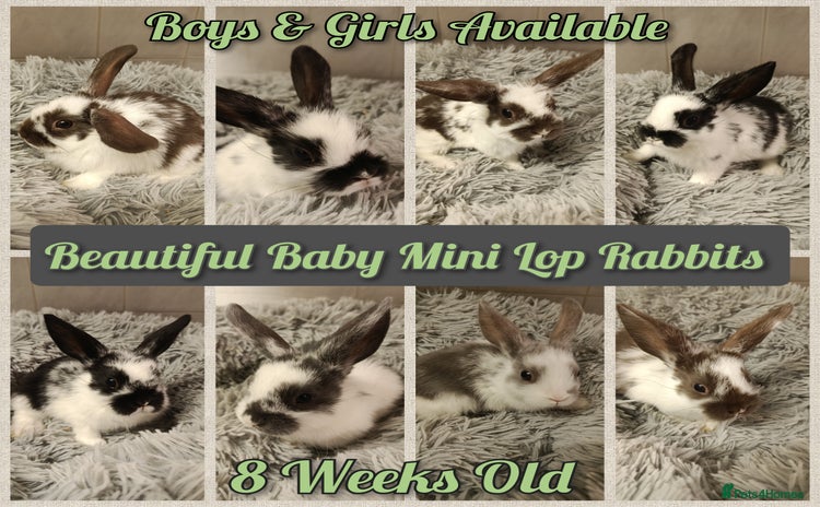 Mini Lop rabbits - Advert 1