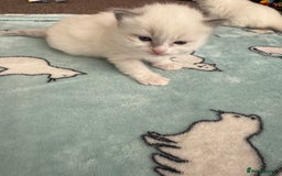 Ragdoll cats for sale: Beautiful girl Ragdoll  - Image 3