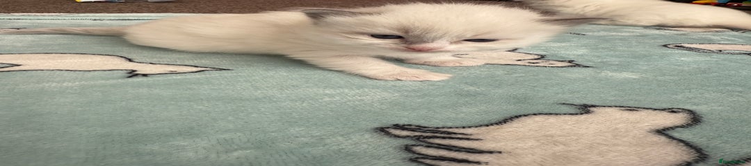 Ragdoll Kitten 1