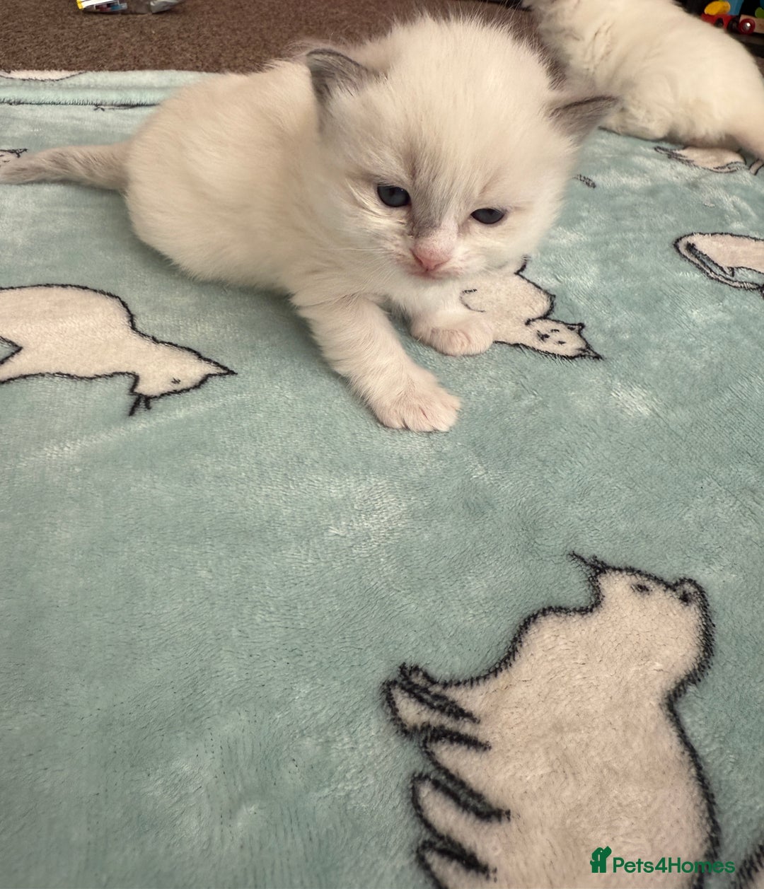 Ragdoll cats for sale: Beautiful girl Ragdoll  - Image 3