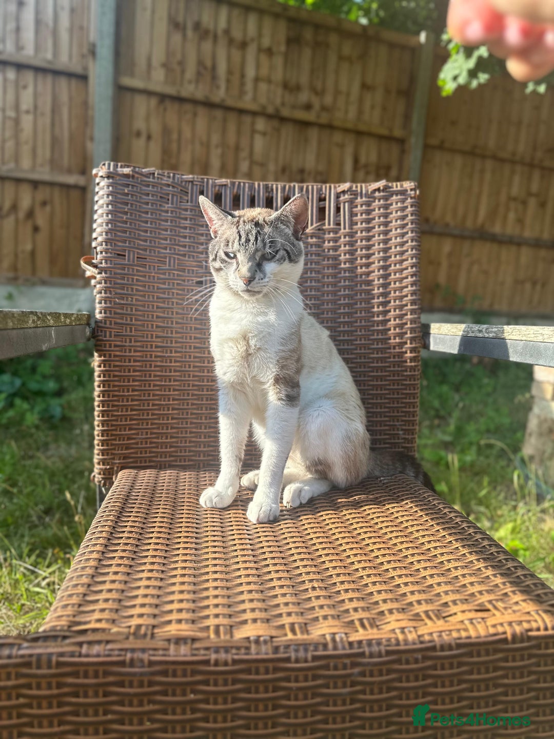 Mixed Breed cats for sale: Finding a lovely family for Puffin - Advert 8