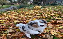 Australian Shepherd dogs for sale: Exceptional Australian Shepherd Puppies - Image 1