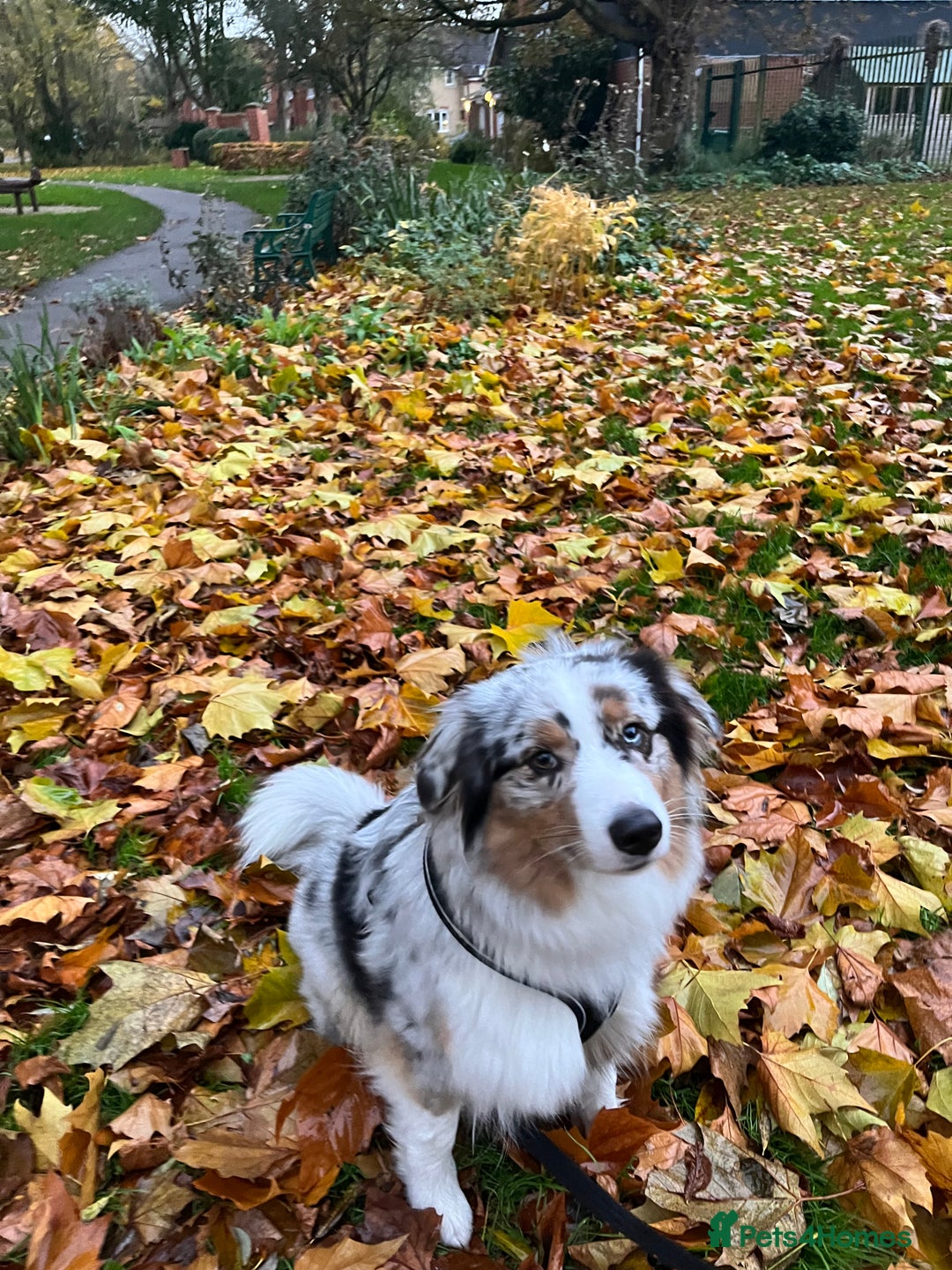 Australian Shepherd dogs for sale: Exceptional Australian Shepherd Puppies - Image 1