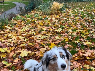 Australian Shepherd dogs - Advert 1