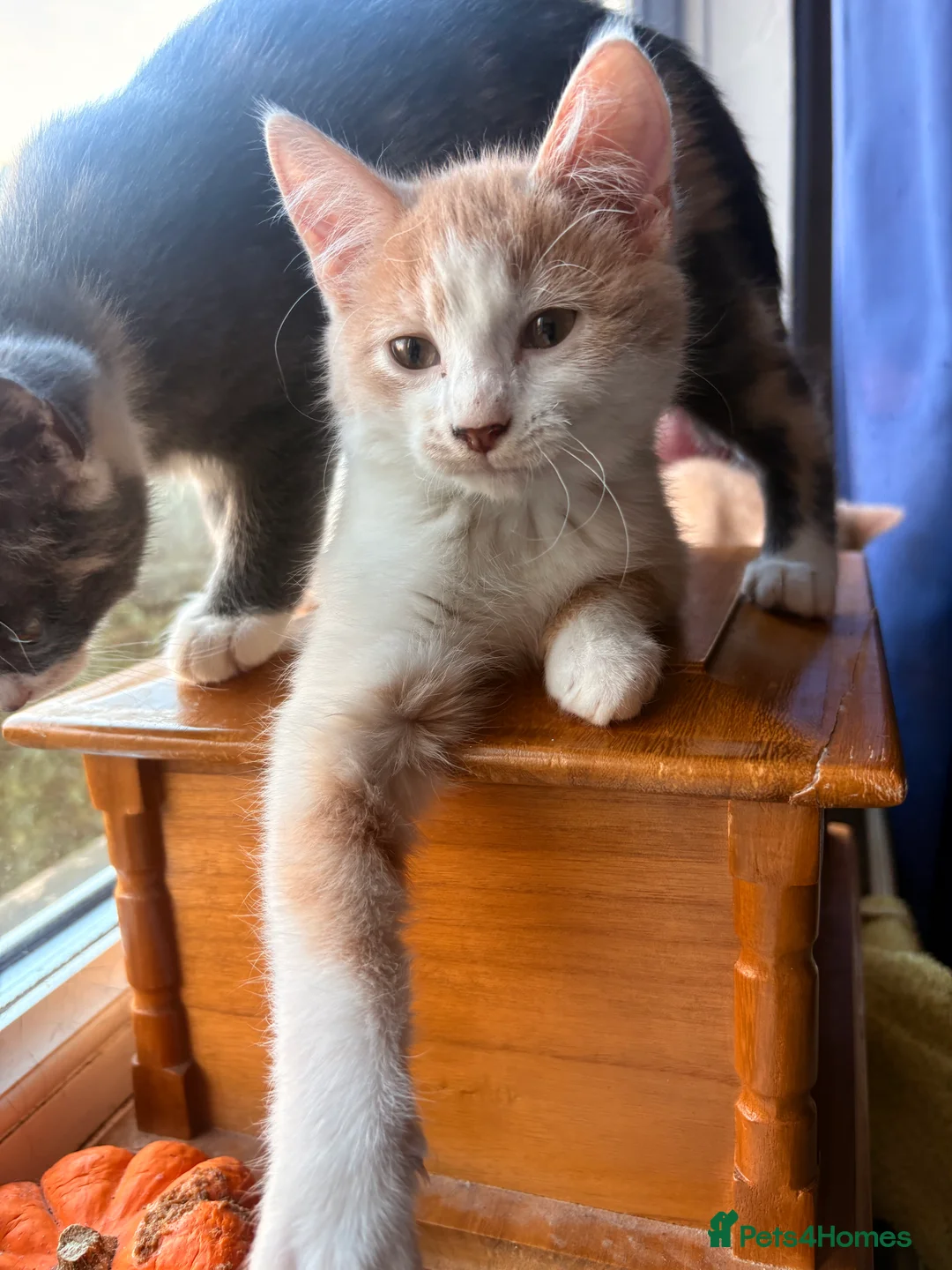 Mixed Breed cats for sale: ** One Sphynx Variant Kitten left ** - Advert 4