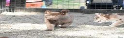 Chow Chow dogs for sale: Genuine chowski puppies  - Advert 21