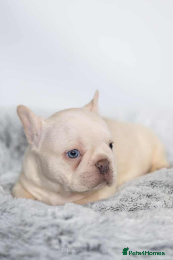 French Bulldog dogs  French bulldog puppies/Health Tested Parent - Advert 1