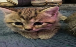 Bengal cats for sale: Stunning bengal x kittens  - Image 3