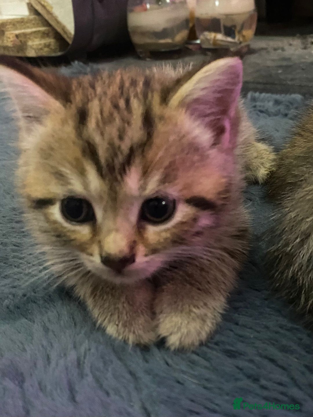 Bengal cats for sale: Stunning bengal x kittens  - Image 3