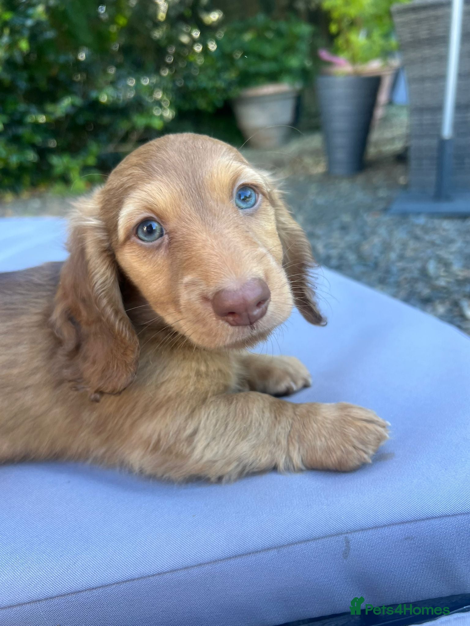 Dachshund dogs Stunning  shaded cream miniature daxi pups  - Advert 7