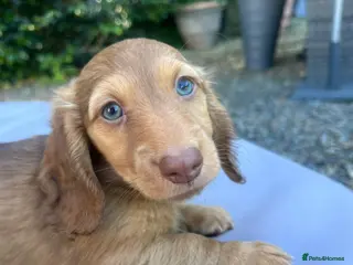 Dachshund dogs Stunning shaded cream miniature daxi pups - Advert 7