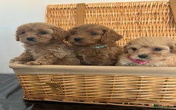 Cavapoo dogs for sale: Stunning, F1 Cavapoo fully health tested parents  - Image 22